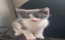 Ragdoll cats for sale: Ragdoll X kittens  - Image 2