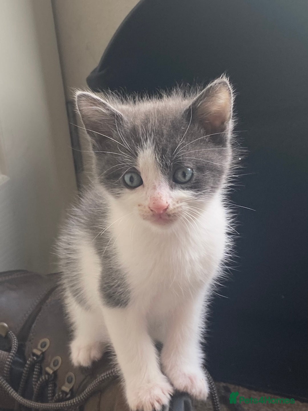 Ragdoll cats for sale: Ragdoll X kittens  - Image 2