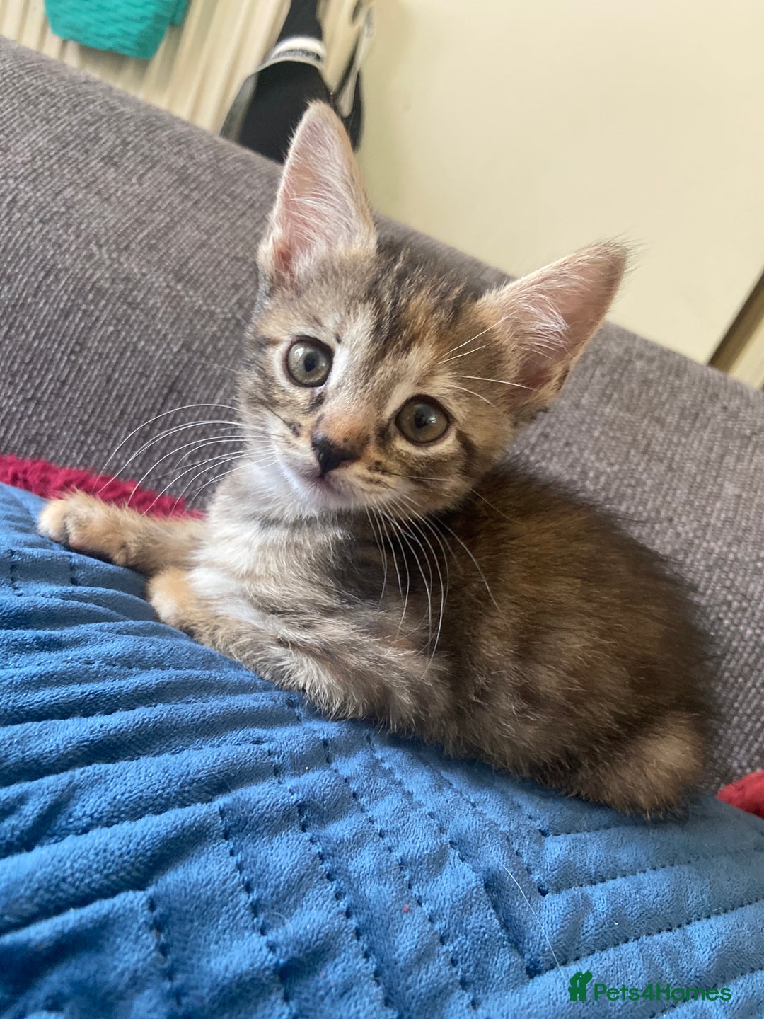 Bengal cats for sale: 7 adorable bengal/tort kitties available now!  - Image 22