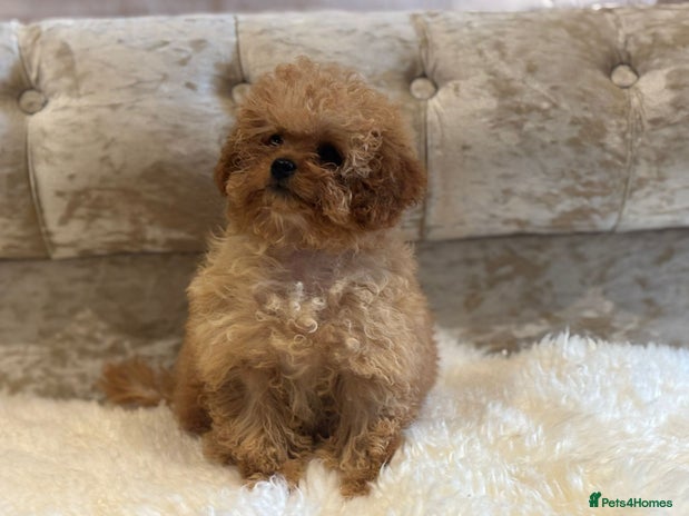 Cavapoochon dogs - Advert 1