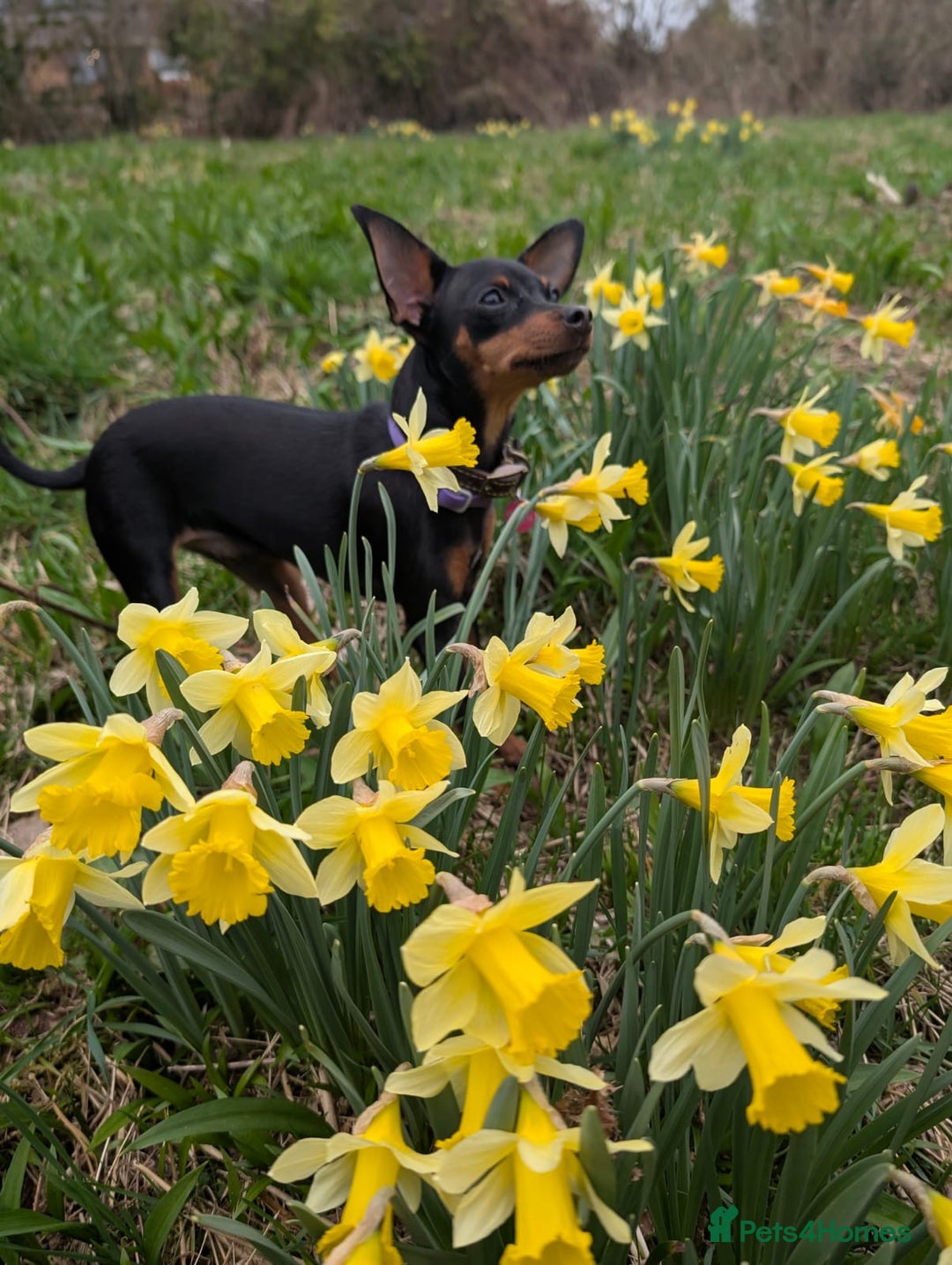 Miniature Pinscher dogs for sale: ✨ Exceptional Miniature Pinscher Puppies ✨ - Image 11