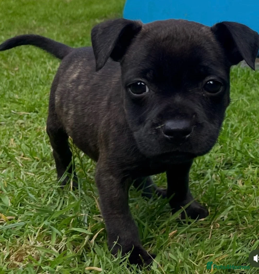 Staffordshire Bull Terrier dogs for sale: Beautiful blue black brown brindle SBT🔥❤️🔥 - Advert 2