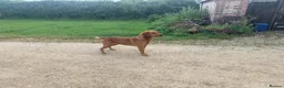 Labrador Retriever dogs for sale: SUPERB LABRADOR PUPPIES  in Dorchester - Advert 2