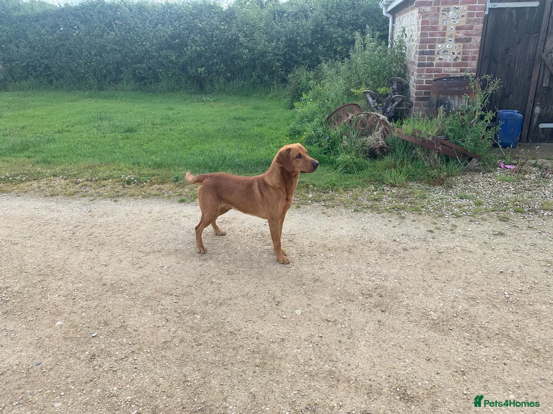 Labrador Retriever dogs for sale: SUPERB LABRADOR PUPPIES  in Dorchester - Advert 2