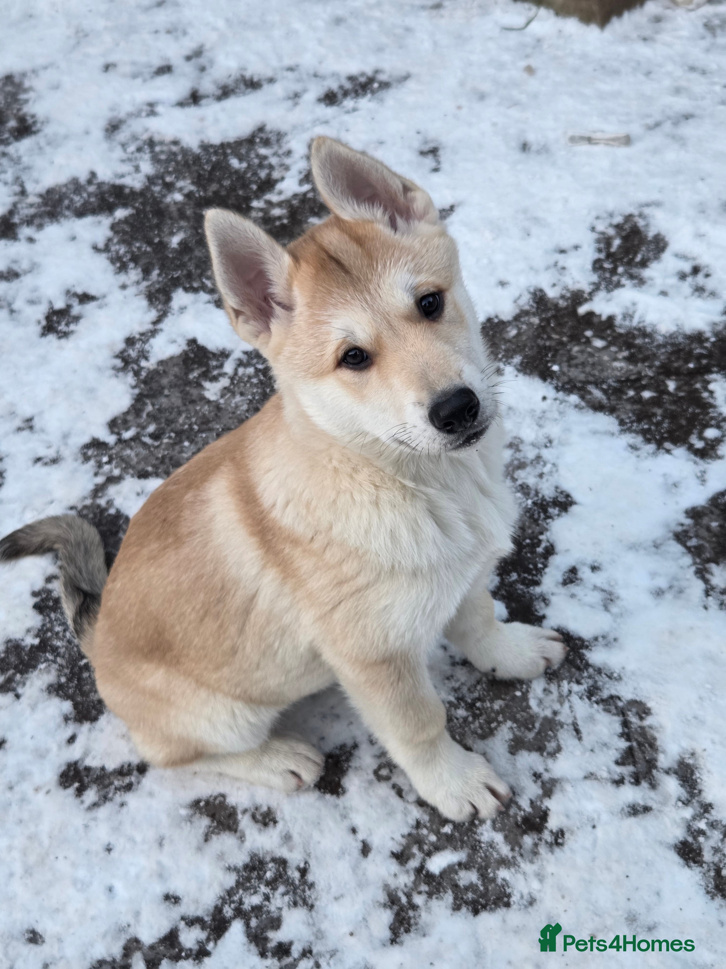 Mixed Breed dogs Wolfdog cross Puppies/ready to go  - Advert 15