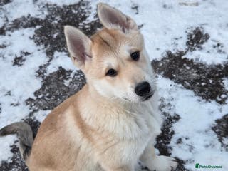 Mixed Breed dogs Wolfdog cross Puppies/ready to go - Advert 2