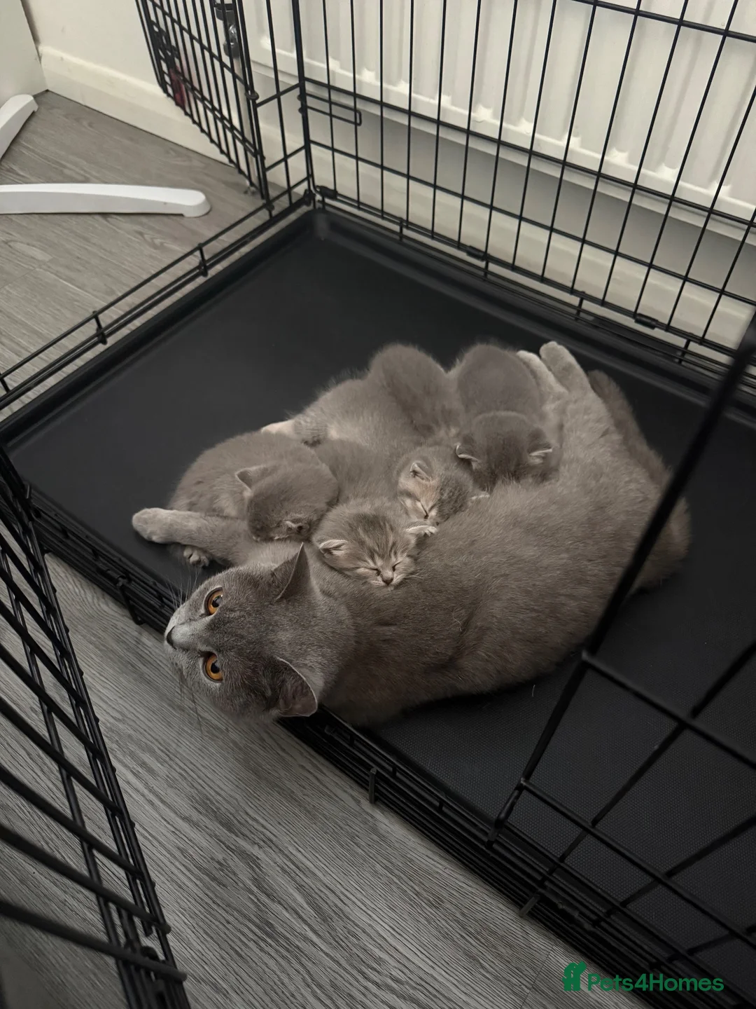 British Shorthair cats for sale: 🐾Beautiful British Shorthair × British Longhair🐾 in Orpington - Advert 30