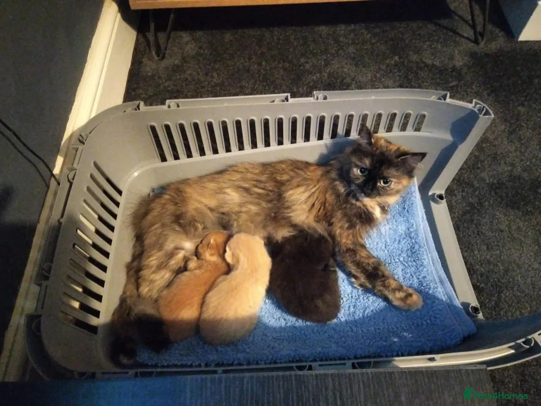Mixed Breed cats for sale: Devon Rex Cross - Advert 2