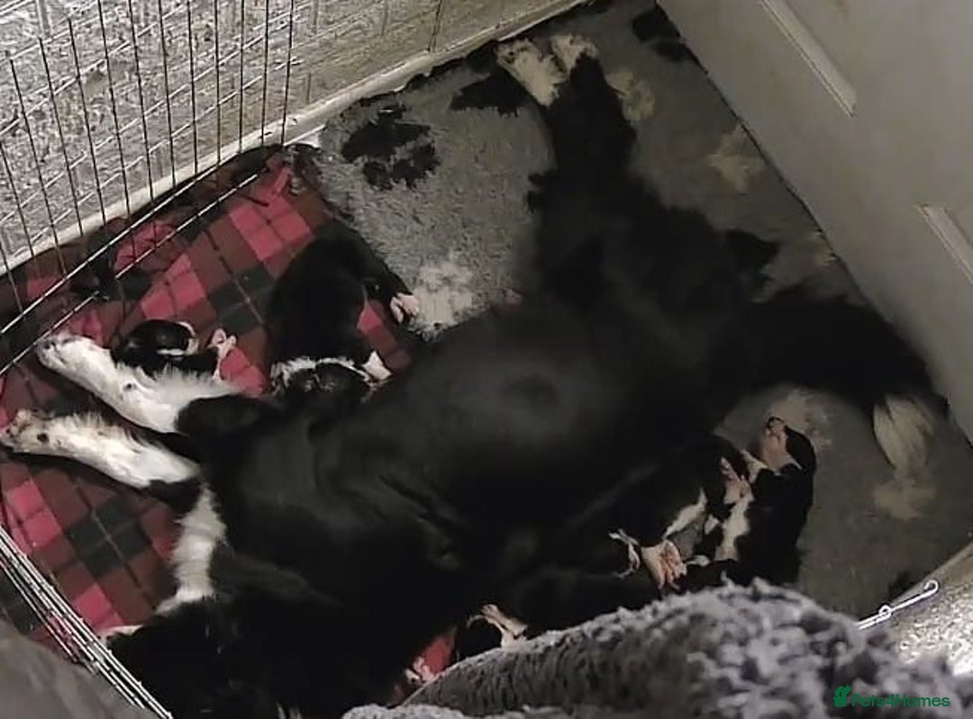 Border Collie dogs for sale: Only 1 working border Collie dog pup remaining  - Image 2