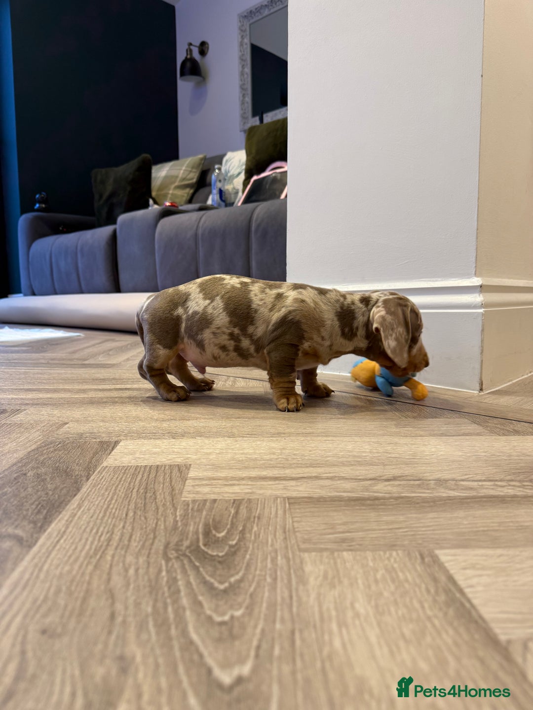 Dachshund dogs for sale: Isabelle tan male  - Advert 1