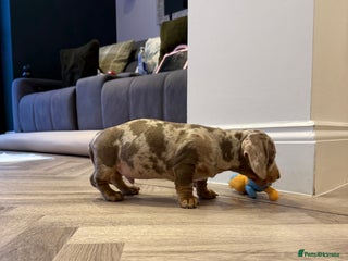 Dachshund dogs Isabelle tan male - Advert 1