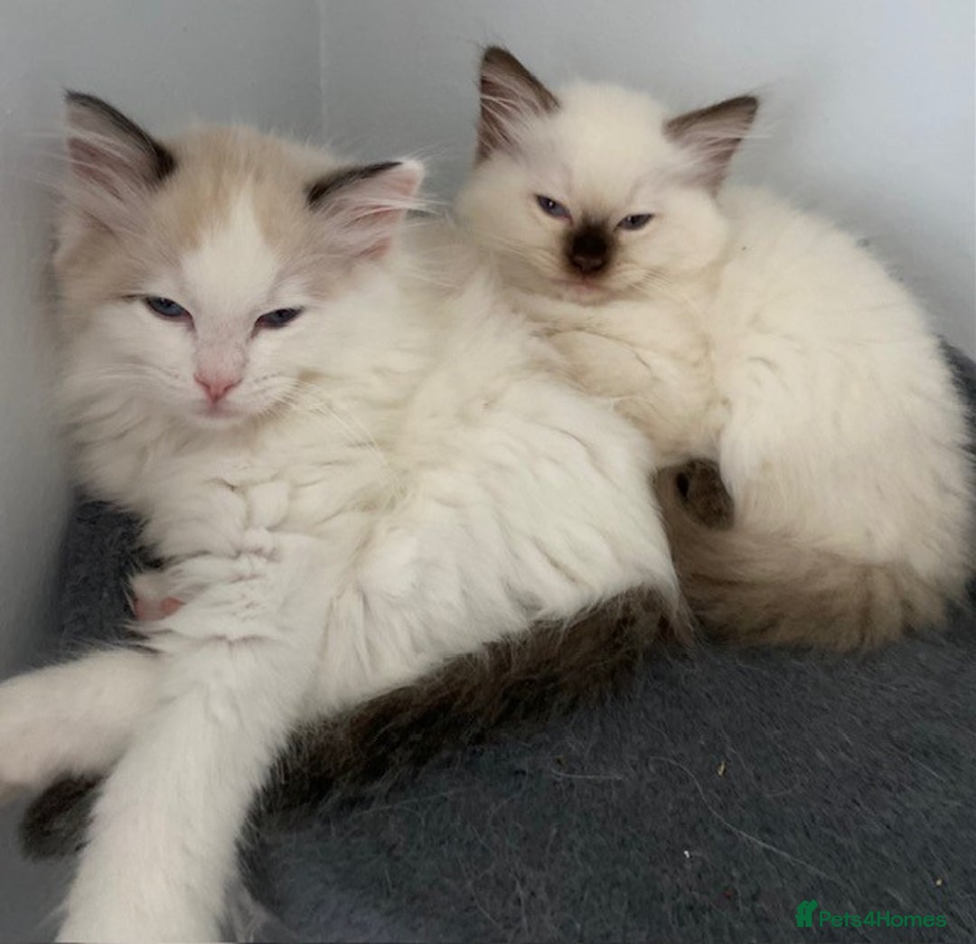 Ragdoll cats for sale: TICA REGISTERED PUREBRED RAGDOLL KITTENS AVAILABLE - Advert 7