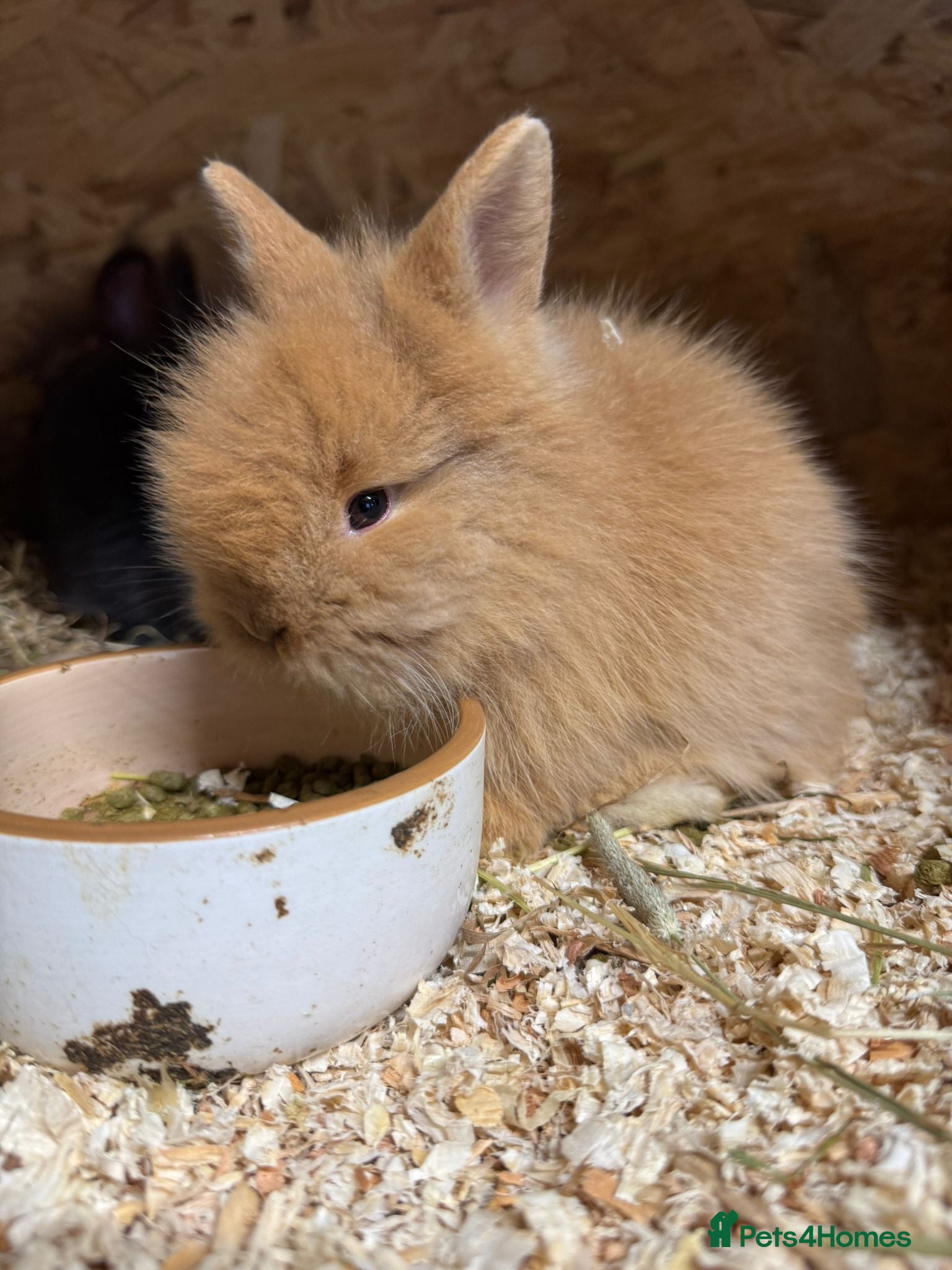Mixed Breed rabbits Double Mained Lionhead. • 4kits ready to reserve  - Advert 3