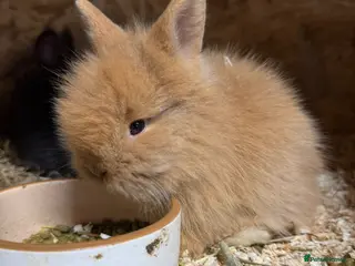 Mixed Breed rabbits Double Mained Lionhead. • 4kits ready to reserve - Advert 3