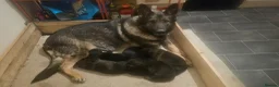 German Shepherd dogs for sale: Working lime German Scheperd puppies - Advert 2
