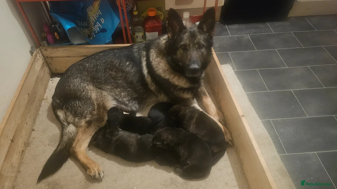 German Shepherd dogs for sale: Working lime German Scheperd puppies - Advert 2