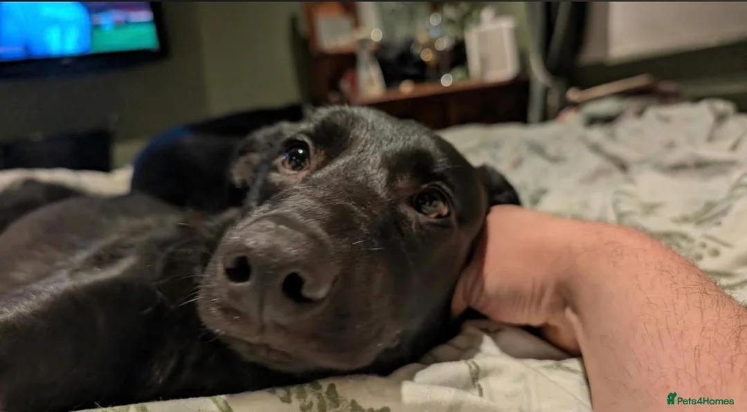 Mixed Breed dogs for adoption: 💕Lottie💕 - Advert 6