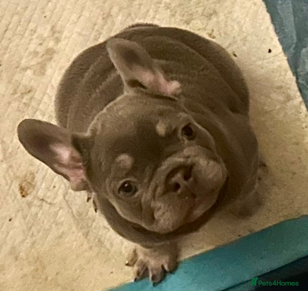 French Bulldog dogs for sale: French Bulldog Puppies  - Advert 5
