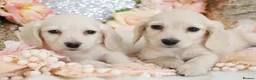 Miniature Dachshund dogs for sale: KC Cream Longhair Miniature Dachshund Puppies - Advert 12
