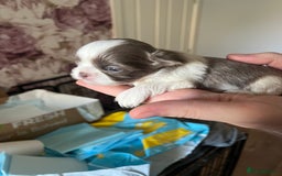 Shih Tzu dogs for sale: Beautiful shihtzu puppies  - Image 14