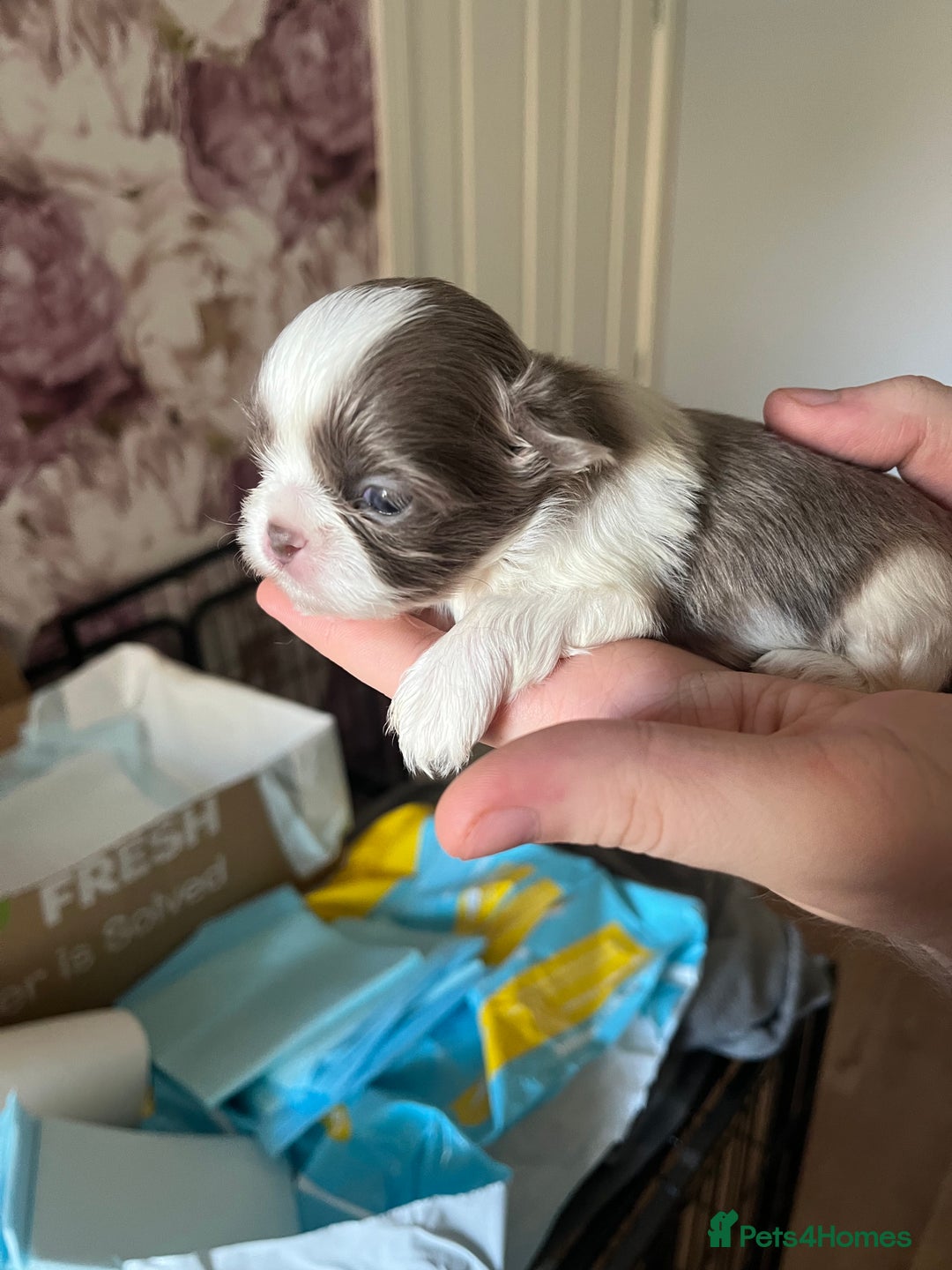 Shih Tzu dogs for sale: Beautiful shihtzu puppies  - Image 14