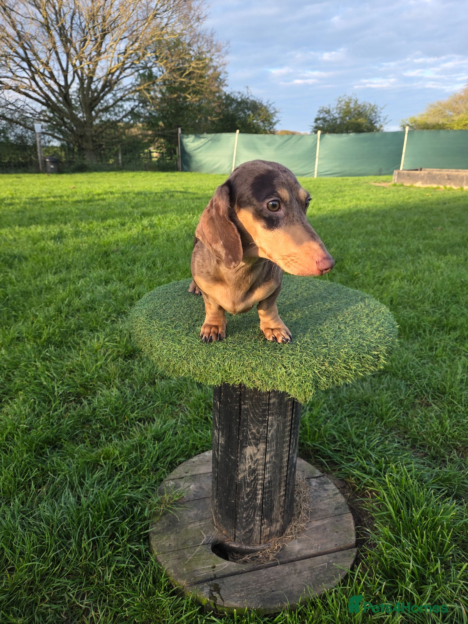 Miniature Dachshund dogs Kc Miniature  Dachshund  stud - Advert 1