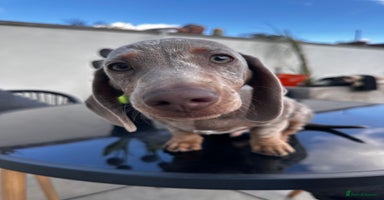 Miniature Dachshund dogs - Advert 15