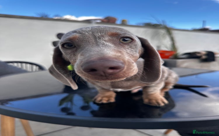 Miniature Dachshund dogs - Advert 12