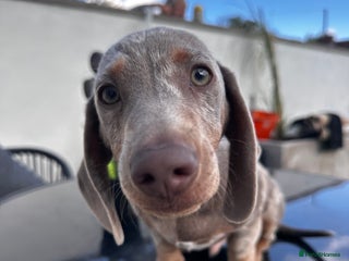 Miniature Dachshund dogs - Advert 35