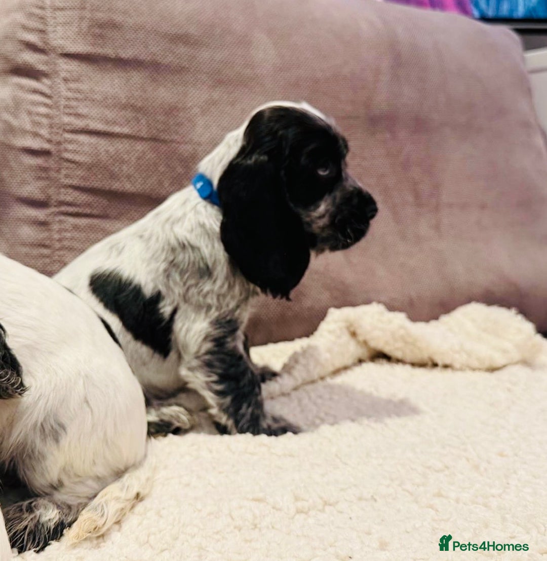 Cocker Spaniel dogs for sale: Beautiful English Cocker Spaniel Girl  - Advert 8