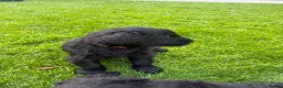 Giant Schnauzer dogs for sale: KC Registered Giant Schnauzer Puppies - Advert 8
