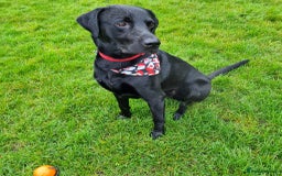 Labrador Retriever dogs for stud: Health tested Labrador retriever proven stud in Kirkliston - Image 7