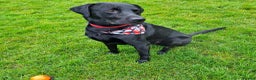Labrador Retriever dogs for stud: Health tested Labrador retriever proven stud in Kirkliston - Advert 7
