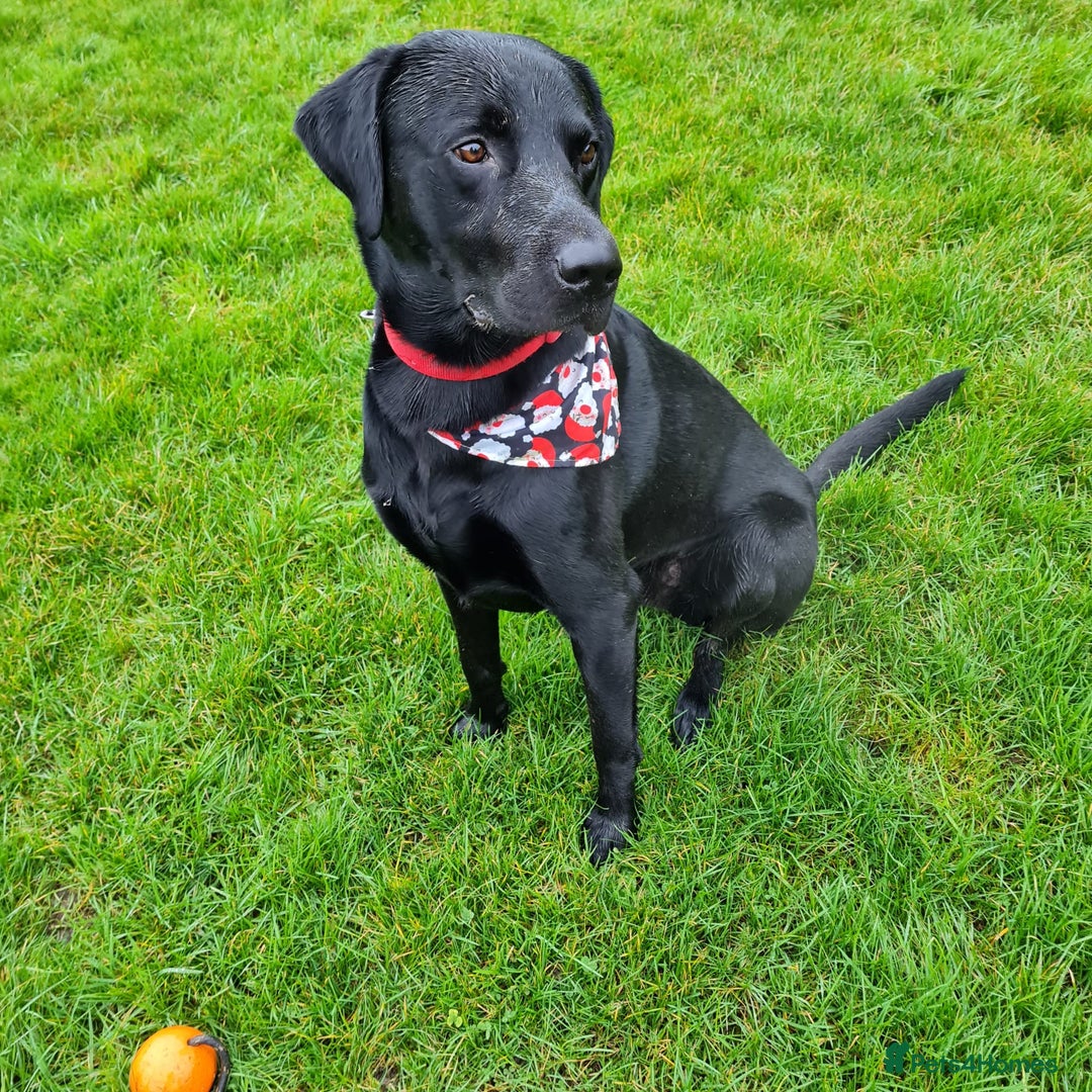 Labrador Retriever dogs for stud: Health tested Labrador retriever proven stud in Kirkliston - Image 7