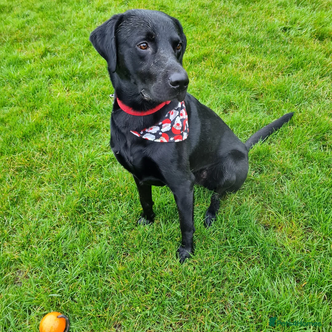 Labrador Retriever dogs for stud: Health tested Labrador retriever proven stud in Kirkliston - Advert 7