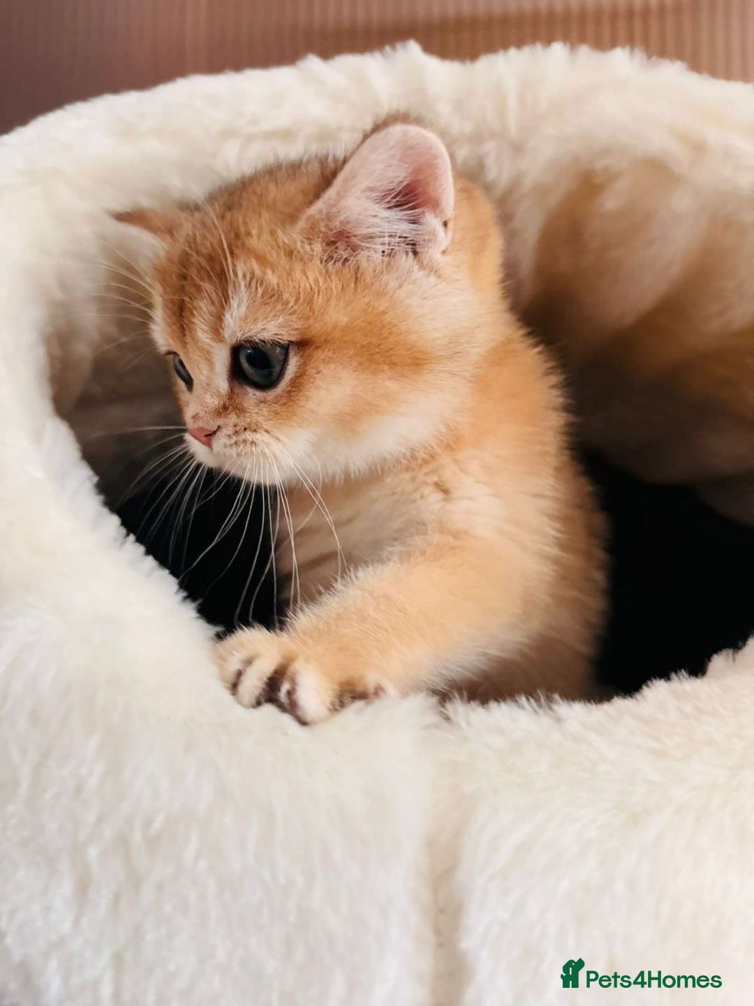 British Shorthair cats for sale: Charming British golden chinchillas - Advert 7