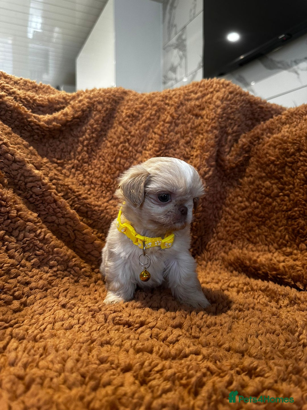 Shih Tzu dogs for sale: IMRERIAL SHIHTZU PUPPIES - Advert 4