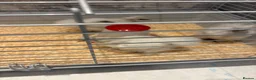 Chickens poultry for sale: 3 USA silkie chicks  - Advert 1