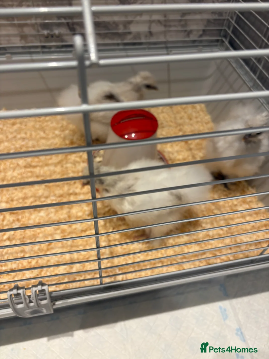 Chickens poultry for sale: 3 USA silkie chicks  - Advert 1