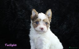 Yorkshire Terrier dogs for sale: Stunning Biro & Merle Yorkie Girls – Ready Nov 25 - Advert 14