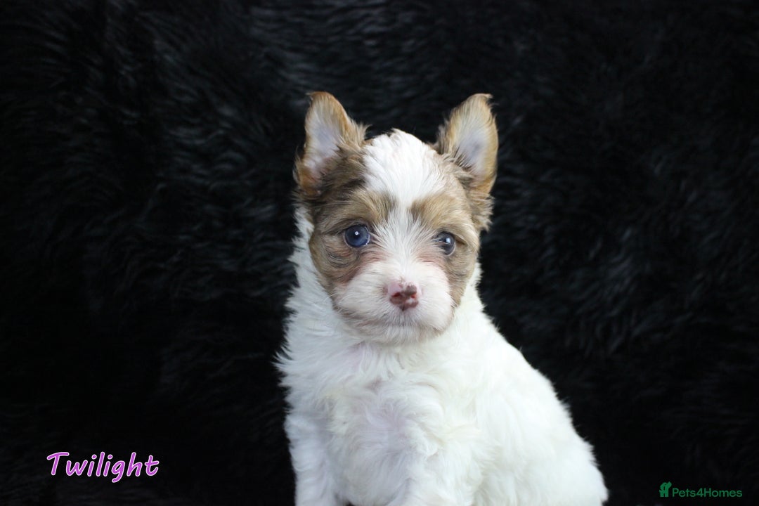 Yorkshire Terrier dogs for sale: Stunning Biro & Merle Yorkie Girls – Ready Nov 25 - Advert 14