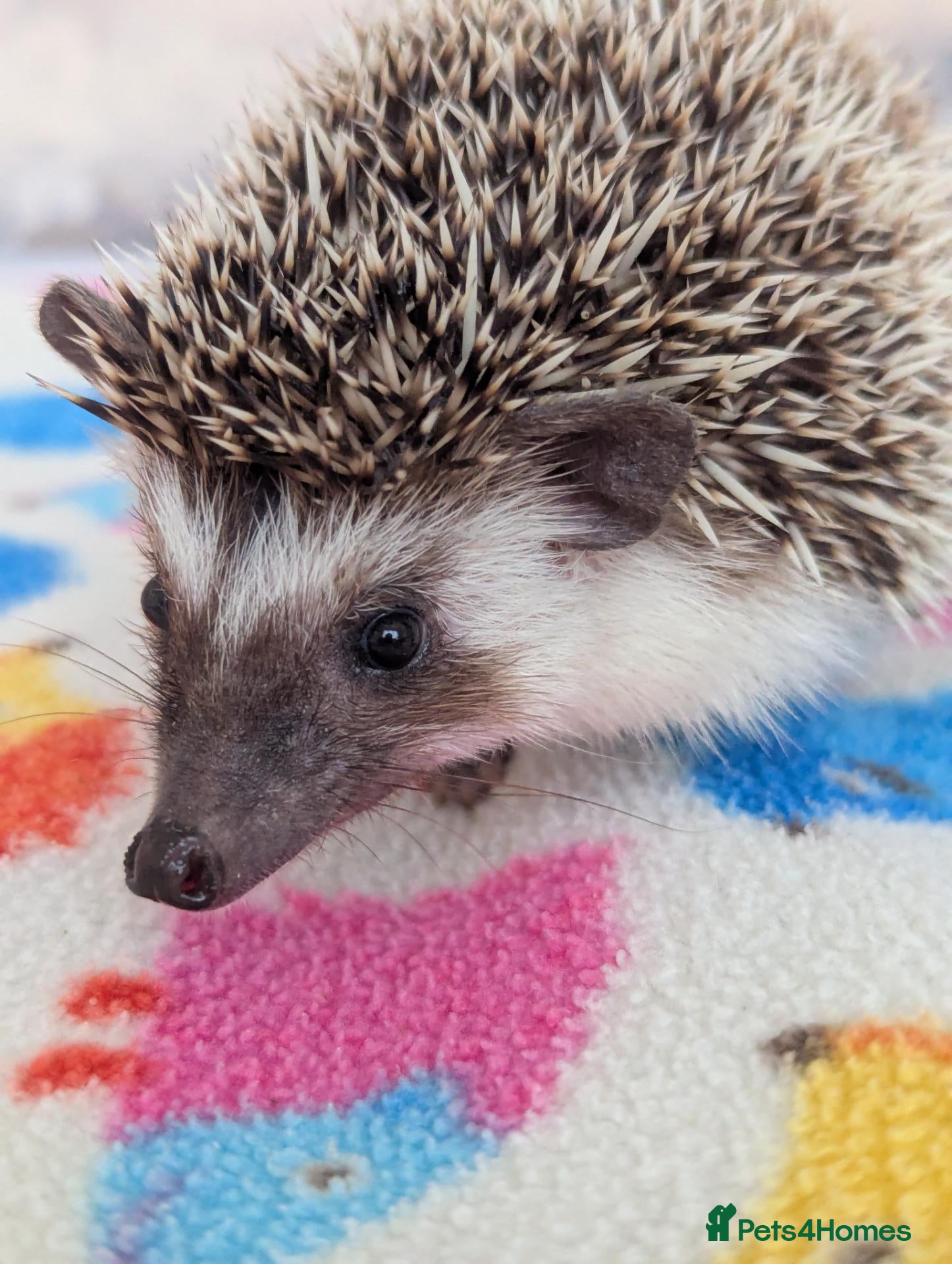 Pygmy Hedgehog rodents 10 Week Old Baby Hoglets REDUCED £190!!!! - Advert 1