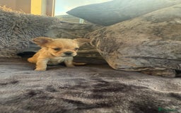 French Bulldog dogs for sale: Stunning Fluffy French bulldog puppies - Image 3