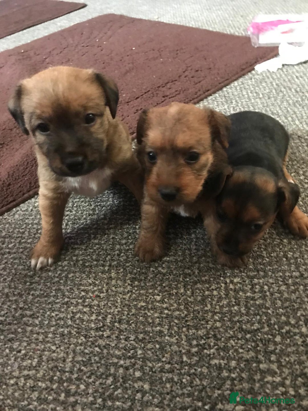 Mixed Breed dogs for sale: Jack Russell x boarder  - Advert 4