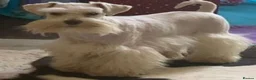 Miniature Schnauzer dogs for sale: 🩷Beautiful Miniature Schnauzer Adult Girl 🩷 - Advert 11