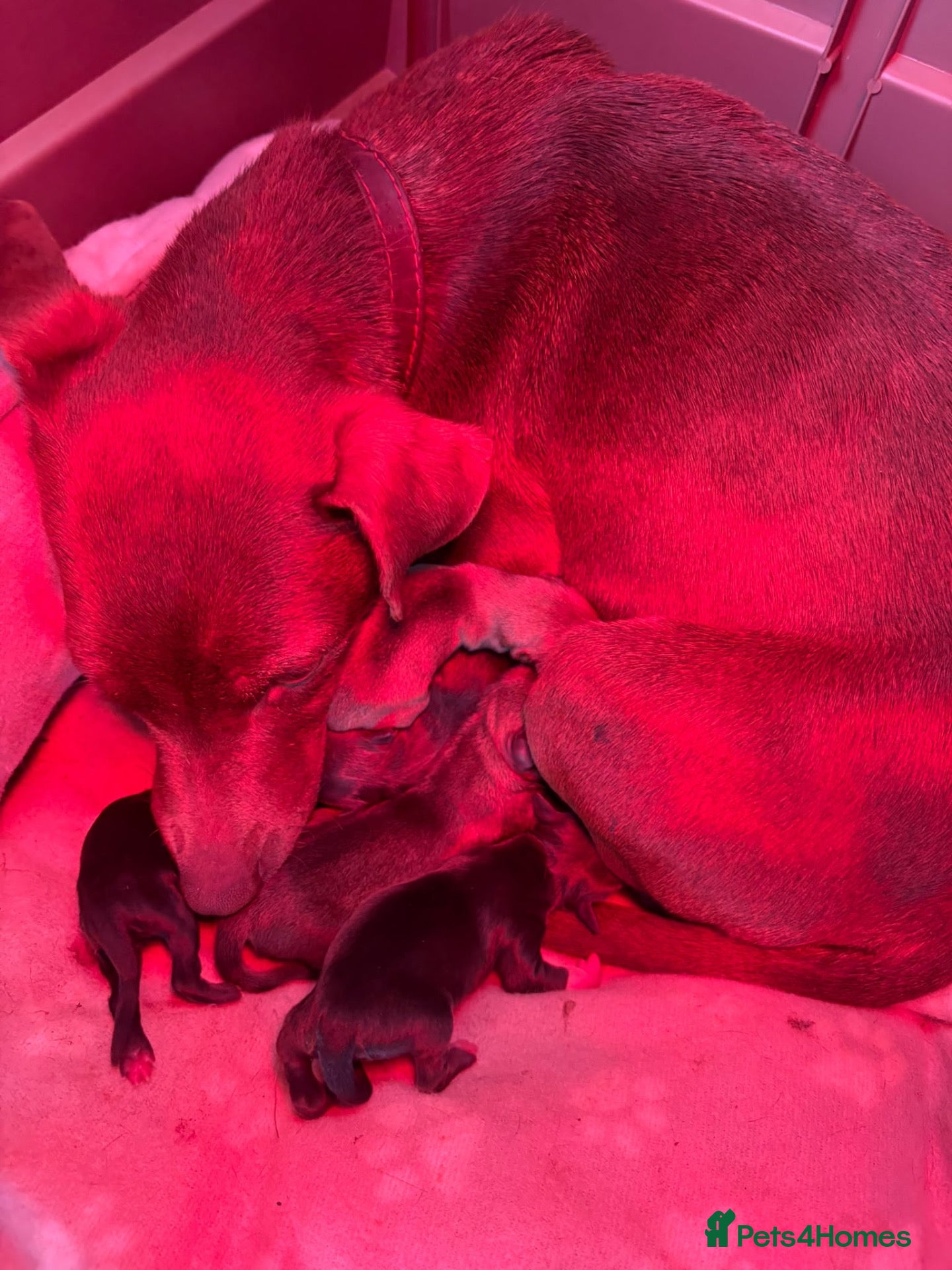 Patterjack dogs for sale: Beautiful Patterjacks puppies  - Advert 2
