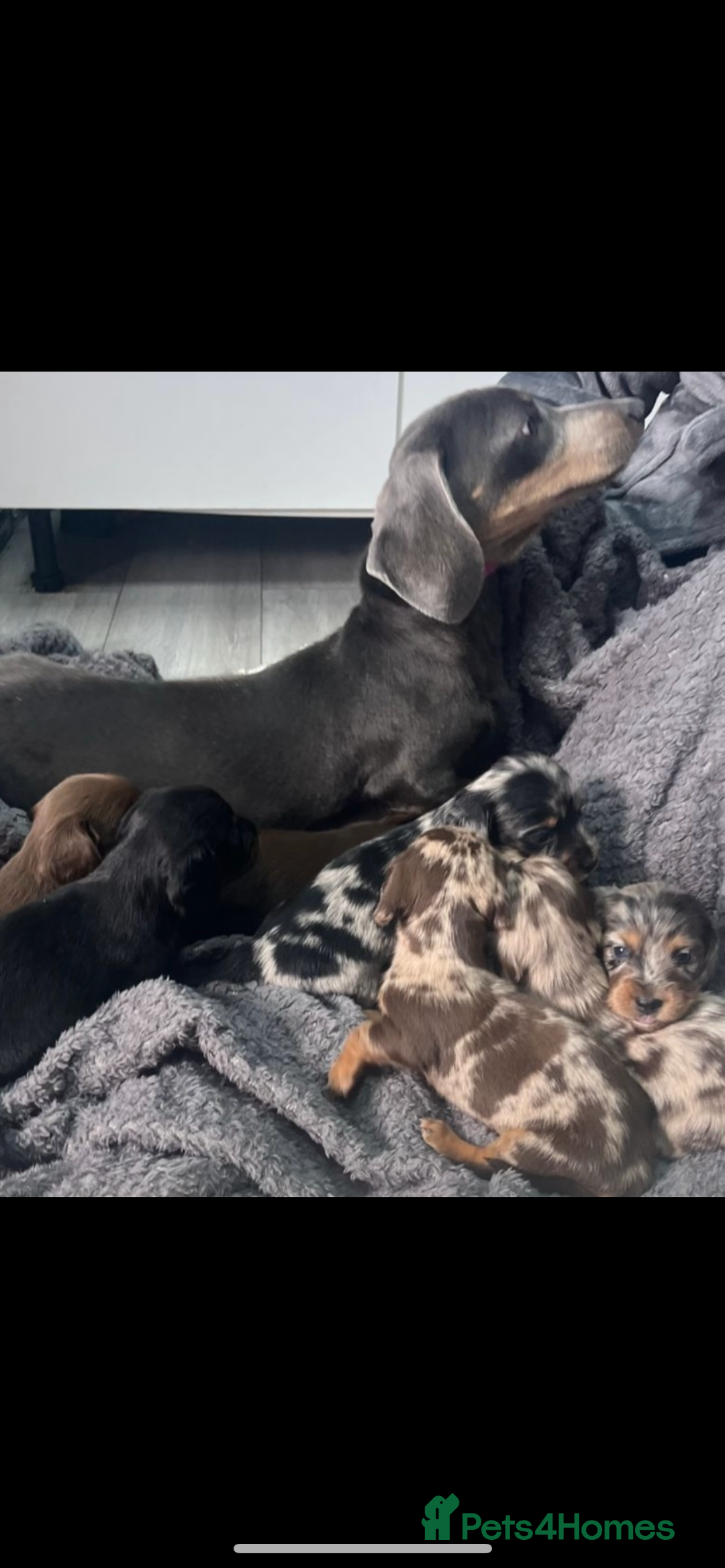 Dachshund dogs for sale: Dachshund - Image 8