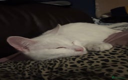 Domestic Shorthair cats for sale: kittens for sale - Image 3