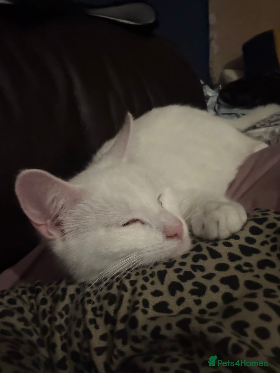 Domestic Shorthair cats for sale: kittens for sale - Image 3