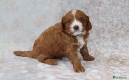 Cavapoo dogs for sale: Cavapoo  - Image 21